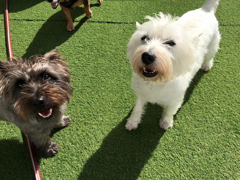 Photo Gallery All American Pet Resorts Punta Gorda